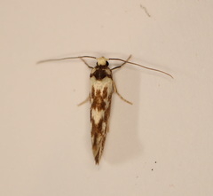 Lactura cristata
