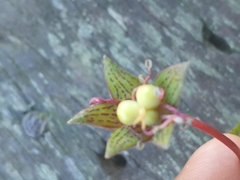 Tropaeolum pentaphyllum