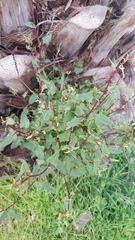 Muehlenbeckia hastulata