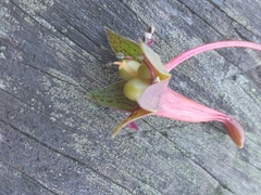 Tropaeolum pentaphyllum