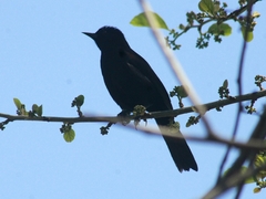 Icterus pyrrhopterus