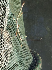 Diapheromera femorata