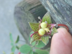 Tropaeolum pentaphyllum