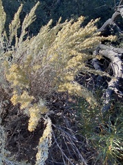 Artemisia filifolia