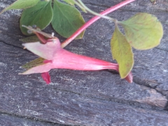 Tropaeolum pentaphyllum