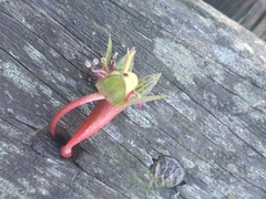 Tropaeolum pentaphyllum