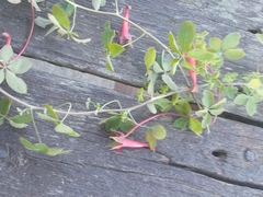 Tropaeolum pentaphyllum