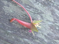 Tropaeolum pentaphyllum