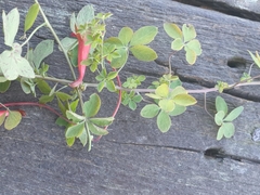 Tropaeolum pentaphyllum