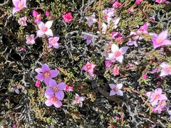 Boronia inornata