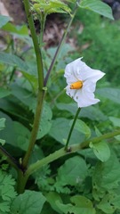 Solanum maglia