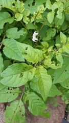Solanum maglia