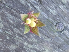 Tropaeolum pentaphyllum