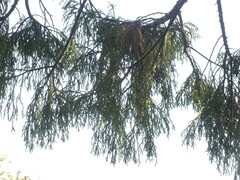 Dacrydium cupressinum