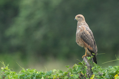 Buteogallus meridionalis