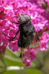 Copestylum violaceum
