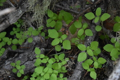 Parietaria pensylvanica