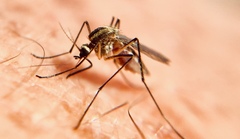 Aedes trivittatus