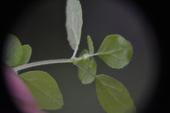 Parietaria pensylvanica