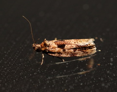 Barea melanodelta