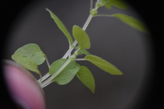 Parietaria pensylvanica
