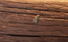 Acleris maccana