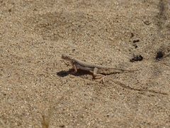 Phrynocephalus interscapularis