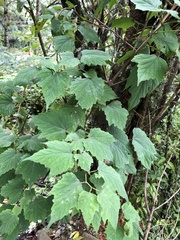Ampelopsis glandulosa hancei