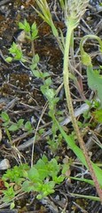 Arenaria serpyllifolia