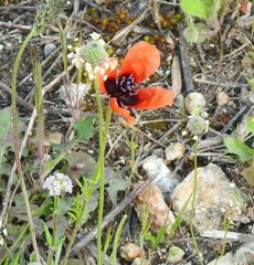 Valerianella locusta