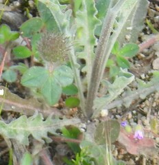 Andryala integrifolia