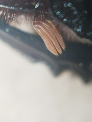 Dichotomius amicitiae