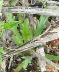 Plantago coronopus
