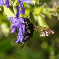 Xylocopa