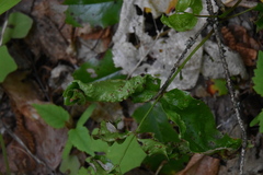 Aceria caliberberis