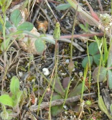 Hypochaeris glabra