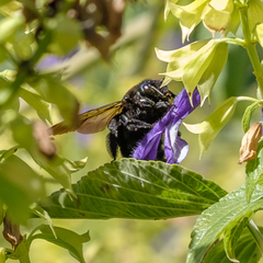 Xylocopa