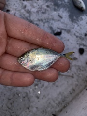 Chloroscombrus chrysurus