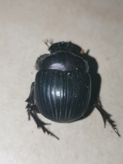 Dichotomius amicitiae