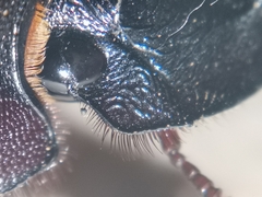 Dichotomius amicitiae