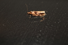 Barea melanodelta