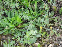 Trifolium hirtum