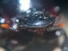 Dichotomius amicitiae