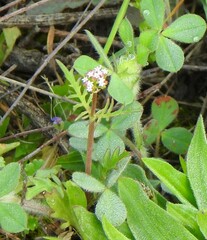 Centaurea calcitrapa