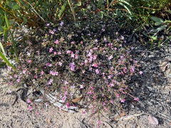 Boronia inornata