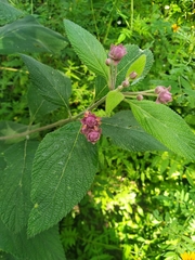 Lippia callicarpaefolia