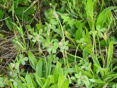 Santolina rosmarinifolia
