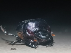 Dichotomius amicitiae