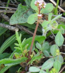 Centranthus calcitrapae