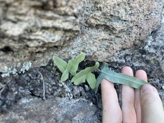 Phlebodium pseudoaureum